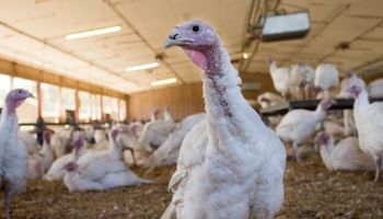 Un brote de gripe aviar “altamente patógena” enciende alertas en EE.UU