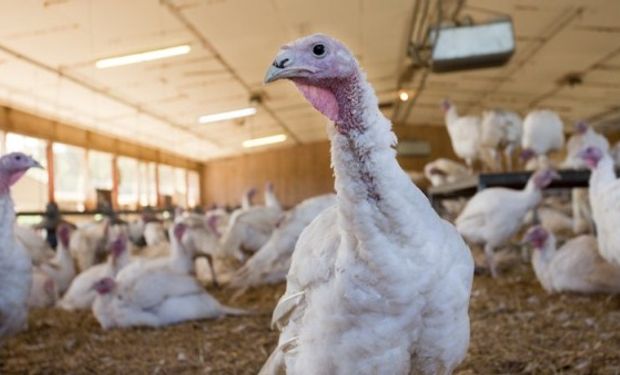 Un brote de gripe aviar “altamente patógena” enciende alertas en EE.UU