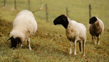 Qué es el scrapie, la tembladera que afecta a ovinos y que mantiene en vilo al sector