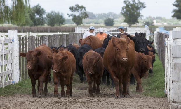 Brucelosis bovina: señalarán como no apto para exportación a los bovinos de establecimientos “sin estatus sanitario”