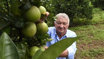 Mato Grosso do Sul aponta como novo “eldorado” da laranja