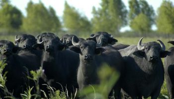 Búfalo entrerriano: la carne alternativa de exportación
