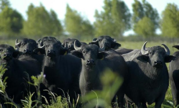 En 2003, Armando Cadoppi logró que el Senasa reconociera la carne de la especie bubalina apta para el consumo humano.