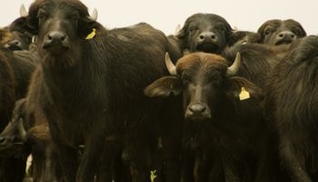 Se reglamentó la ley que destina 10 millones de pesos para fomentar la producción de búfalos