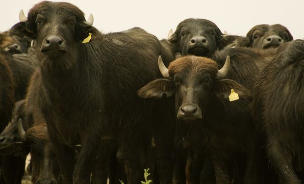 Se reglamentó la ley que destina 10 millones de pesos para fomentar la producción de búfalos