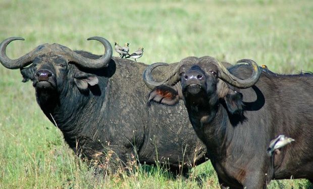 El búfalo muestra una mayor adaptación a dichos ambientes.