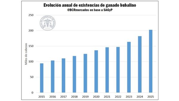 Bufalos en Argentina