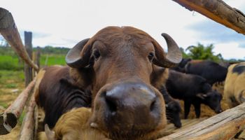 Búfalos flagrados no Rio Pinheiros já têm nova casa: haras em Suzano