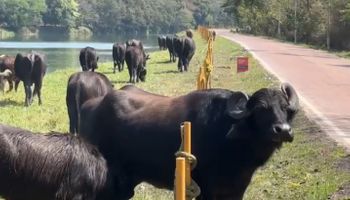 Búfalos tomam banho no Rio Pinheiros e intrigam moradores de São Paulo