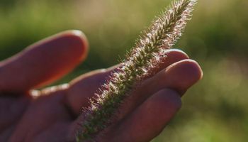 Cómo mejorar la producción en suelos semiáridos: una herramienta clave para fortalecer la ganadería