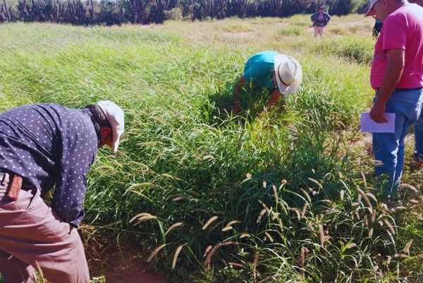 Buffelgrass