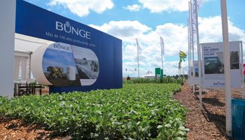 Bunge viene a “Multiplicar”