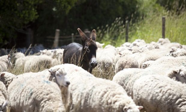 Prueba piloto: la zona en donde incorporan burros “guardianes” para proteger a las ovejas de los perros salvajes