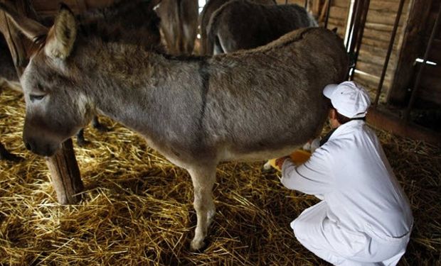 Producen leche de burra y aseguran que es una solución para los alérgicos a la proteína de la leche de vaca