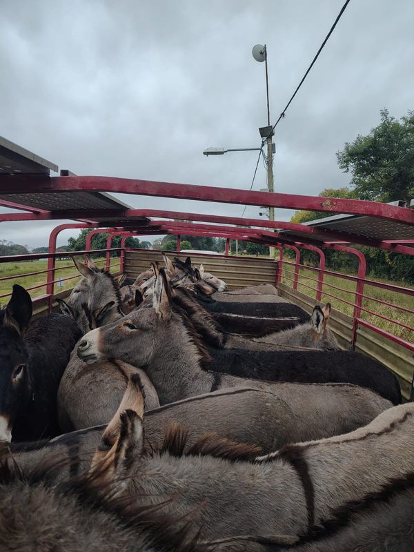 carne de burro