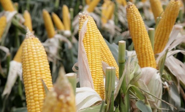 Hoy el maíz representa el 30% del PBI de las cuatro principales cadenas agroindustriales de la Argentina.