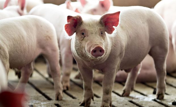 Los productores chinos podrían reducir las raciones de harina de soja a casi la mitad sin dañar el crecimiento de los cerdos, dijeron expertos y académicos.