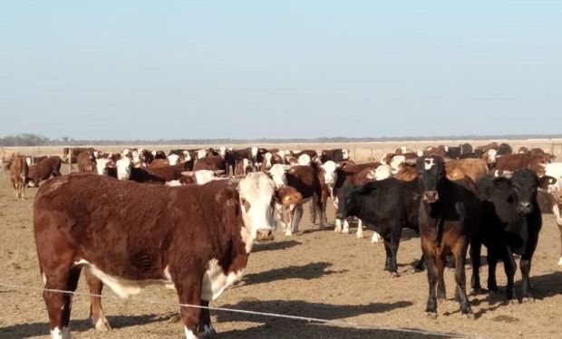 Veterinario vs. sequía: no tenía qué darle a las vacas, se las ingenió con cascarilla de algodón inoculada y enamoró a los animales