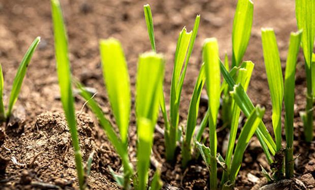 Sanidad Vegetal: las cinco amenazas que afectan a las plantas de todo el mundo