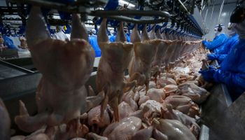 Japão amplia embargo ao frango brasileiro após novos casos de gripe aviária em MG e SP