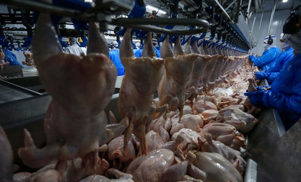 Japão amplia embargo ao frango brasileiro após novos casos de gripe aviária em MG e SP