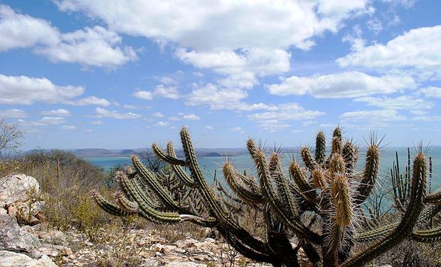 Meio milhão de hectares de caatinga podem ser recuperados, aponta estudo