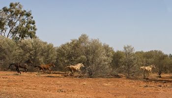 Con francotiradores aéreos: Australia retoma la matanza de miles de caballos salvajes en un Parque Nacional