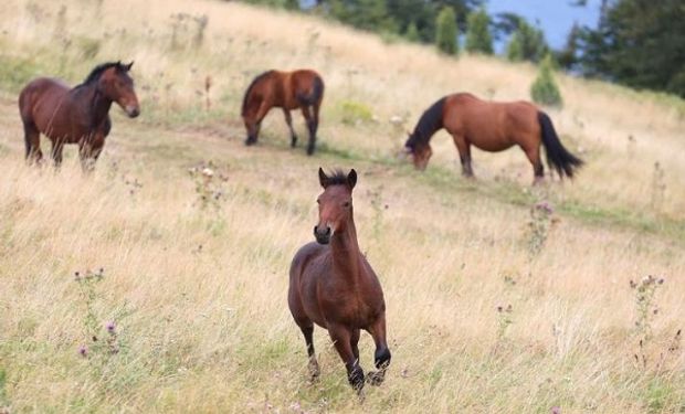 La zona en donde los caballos se volvieron salvajes por la falta de demanda