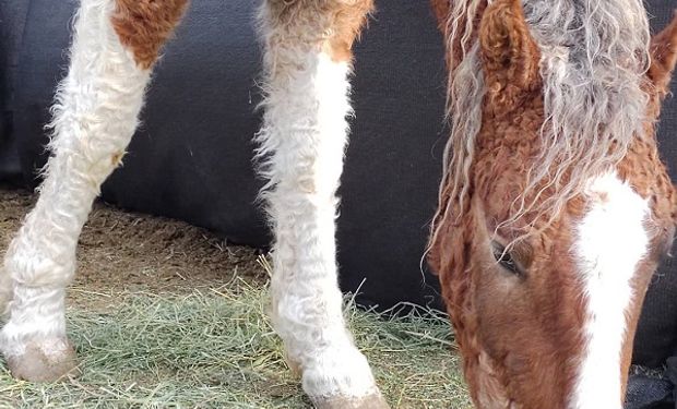 Caballos con rulos en la Patagonia: una raza que parecía extinta revivió gracias a la pasión de un veterinario