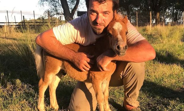 Los mini caballos que cría un argentino y que son furor en el mundo: son Récord Guiness y llegaron hasta el Palacio de Buckingham