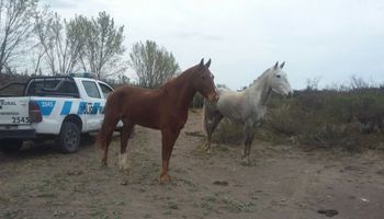 Denuncian una fuerte ola de inseguridad rural en Mendoza