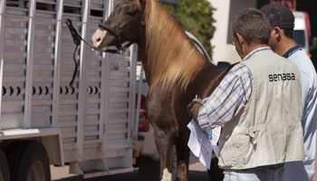 Alerta en Córdoba por la presencia de anemia infecciosa equina