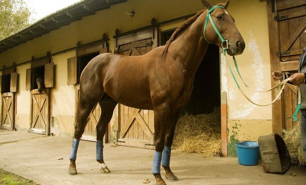 Aíslan a un grupo de caballos del Hipódromo de Palermo por presencia de anemia infecciosa equina en una potranca