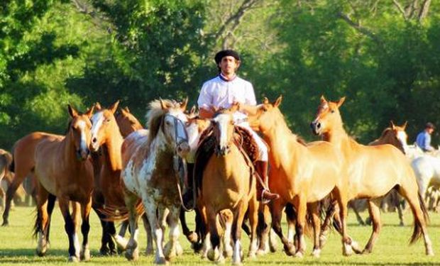 Su aplicación será gradual y alcanzará a casi 700.000 animales.