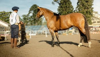 ¿Es el caballo criollo el mejor del mundo? "Los que se suben no se bajan más, es el caballo argentino, una marca país", destacan en el marco del Mundial de la raza