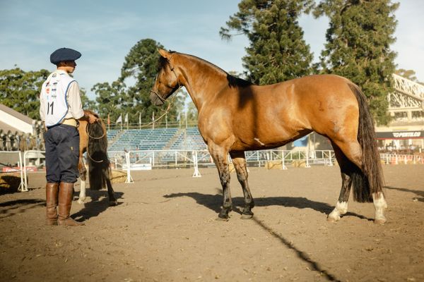 caballo criollo marca pais