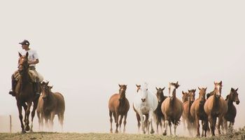 El enorme negocio de los caballos en Argentina, un sector que genera 400.000 puestos de trabajo y que sufre el éxodo de los recursos humanos