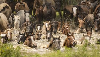 Un estudio inédito evaluó la fertilidad del caballo criollo argentino
