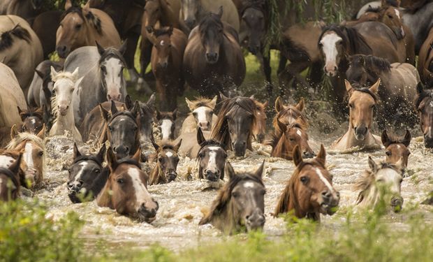 Un estudio inédito evaluó la fertilidad del caballo criollo argentino