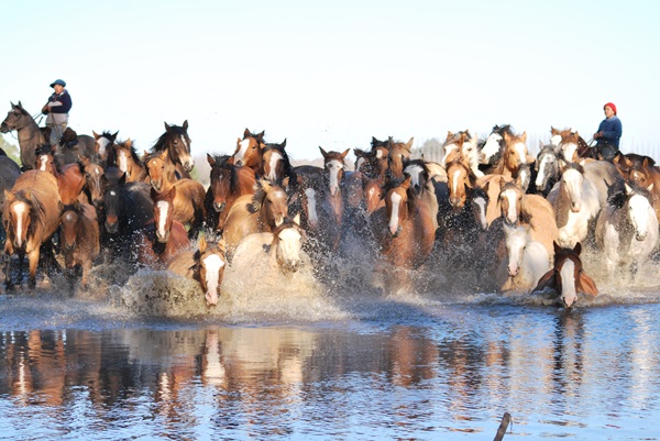 noticiaspuertosantacruz.com.ar - Imagen extraida de: https://news.agrofy.com.ar/noticia/210286/hito-animal-que-es-emblema-cultura-trabajo-y-federalismo-argentina-caballo-que-es