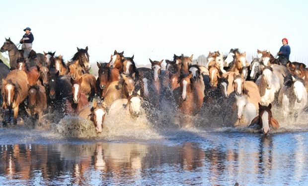 Hito para el animal que es emblema de la cultura, el trabajo y el federalismo en la Argentina: el caballo que es clave para el campo y que hasta cuida del Presidente