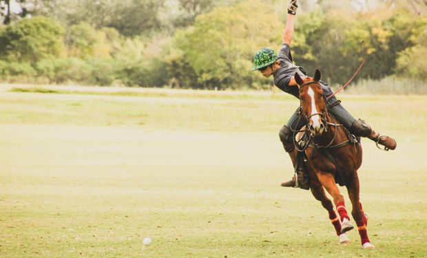 En la cría de caballos de polo, la Argentina es el líder indiscutido a nivel mundial.