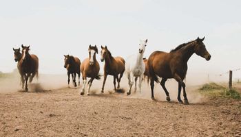 Hito: avanza la identificación digital de los equinos de la Argentina