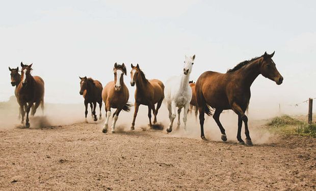 Hito: avanza la identificación digital de los equinos de la Argentina