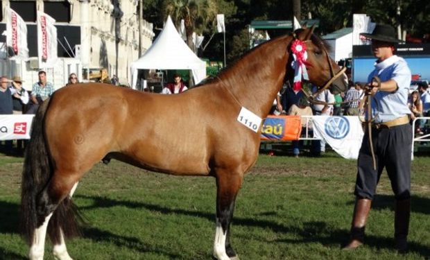 El Criollo de Santa Marcia que logró un precio espectacular.