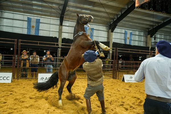 caballos criollos en las nacionales