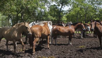 Interdictan a 59 equinos por parásito mortal