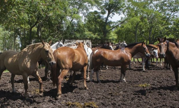 Se recomienda a los propietarios de equinos consultar con su veterinario de confianza.