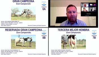 Las vacas argentinas que coparon el podio de una competencia internacional