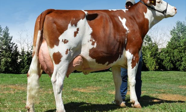 Se enamoró de una raza francesa y busca sumarla al campo argentino: no se enferma y da hasta 60 litros de leche por día